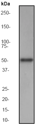 Western blot - Anti-MST3 antibody [EP1468Y] - BSA and Azide free (AB247312)