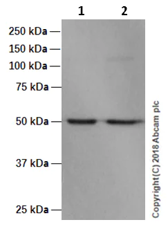 Western blot - Anti-MST4 antibody [EP1864Y] (AB52491)