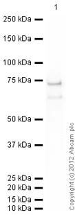 Western blot - Anti-MST4 antibody [EP1864Y] (AB52491)