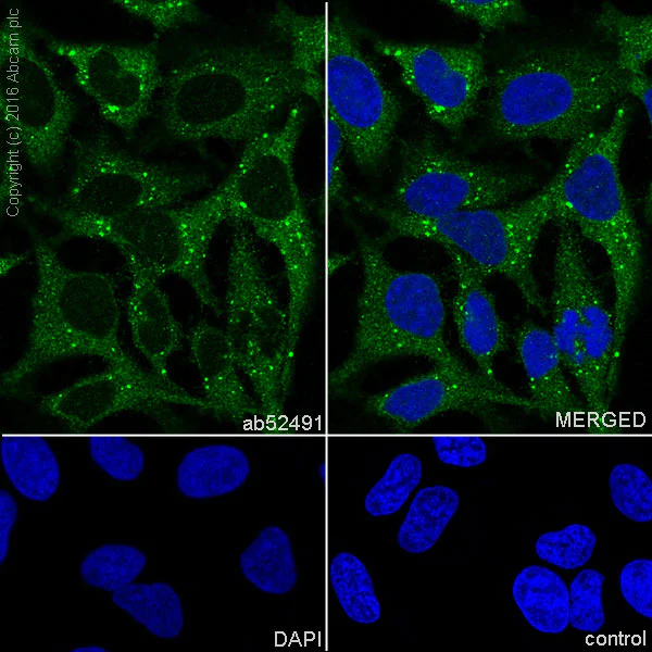 Immunocytochemistry/ Immunofluorescence - Anti-MST4 antibody [EP1864Y] - BSA and Azide free (AB284689)