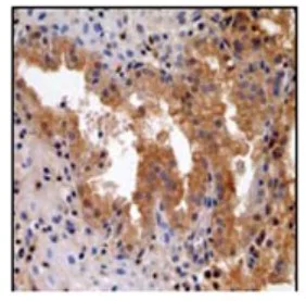 Immunohistochemistry (Formalin/PFA-fixed paraffin-embedded sections) - Anti-MST4 antibody [EP1864Y] - BSA and Azide free (AB284689)
