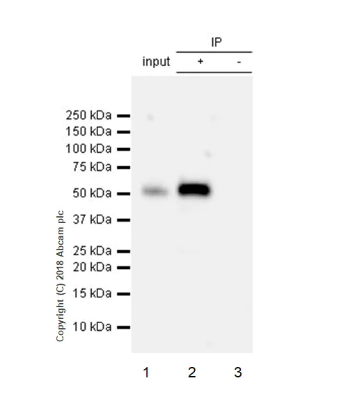 Immunoprecipitation - Anti-MST4 antibody [EP1864Y] - BSA and Azide free (AB284689)