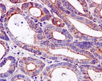 Immunohistochemistry (Formalin/PFA-fixed paraffin-embedded sections) - Anti-MST4 antibody [EPR12766] - BSA and Azide free (AB249938)