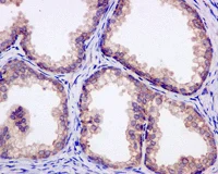 Immunohistochemistry (Formalin/PFA-fixed paraffin-embedded sections) - Anti-MST4 antibody [EPR12766] - BSA and Azide free (AB249938)