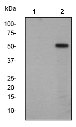 Western blot - Anti-MST4 + MST3 + STK25 (phospho T174 + T178 + T190) antibody [EP2123Y] (AB76579)