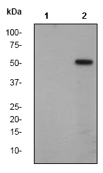 Western blot - Anti-MST4 + MST3 + STK25 (phospho T174 + T178 + T190) antibody [EP2123Y] - BSA and Azide free (AB247489)