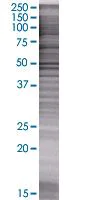 SDS-PAGE - MST4 overexpression 293T lysate (whole cell) (AB94208)