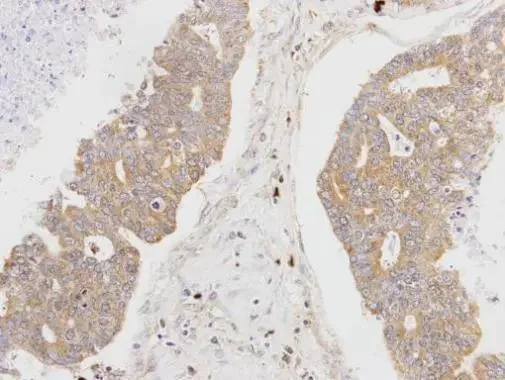 Immunohistochemistry (Formalin/PFA-fixed paraffin-embedded sections) - Anti-MSTO1 antibody (AB96174)