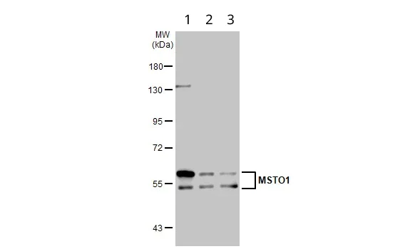 Western blot - Anti-MSTO1 antibody (AB96174)