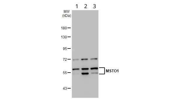 Western blot - Anti-MSTO1 antibody (AB96174)