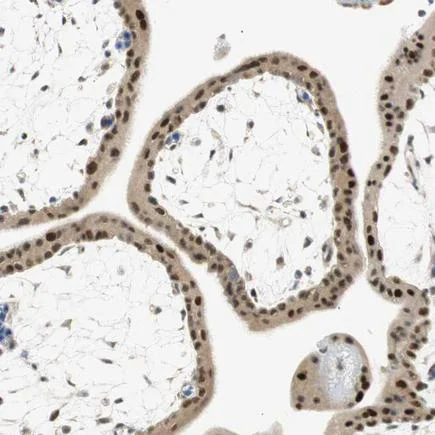 Immunohistochemistry (Formalin/PFA-fixed paraffin-embedded sections) - Anti-Msx2/Hox8 antibody (AB223692)