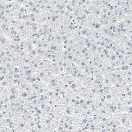 Immunohistochemistry (Formalin/PFA-fixed paraffin-embedded sections) - Anti-Msx2/Hox8 antibody (AB223692)