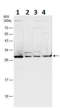 Western blot - Anti-Msx2/Hox8 antibody (AB227720), expandable thumbnail