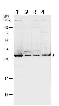 Western blot - Anti-Msx2/Hox8 antibody (AB227720)