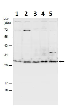 Western blot - Anti-Msx2/Hox8 antibody (AB227720)