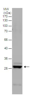 Western blot - Anti-Msx2/Hox8 antibody (AB227720)