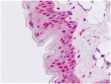 Immunohistochemistry (Formalin/PFA-fixed paraffin-embedded sections) - Anti-Msx2/Hox8 antibody - N-terminal (AB190070), expandable thumbnail