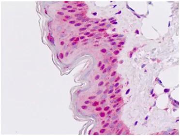 Immunohistochemistry (Formalin/PFA-fixed paraffin-embedded sections) - Anti-Msx2/Hox8 antibody - N-terminal (AB190070)