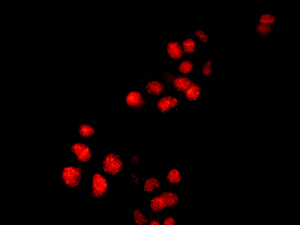 Immunocytochemistry/ Immunofluorescence - Anti-MSY2/YBOX2/YBX2 antibody [EPR2814(2)] (AB154829)