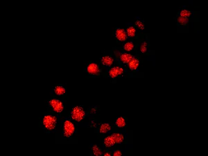 Immunocytochemistry/ Immunofluorescence - Anti-MSY2/YBOX2/YBX2 antibody [EPR2814(2)] - BSA and Azide free (AB249135)