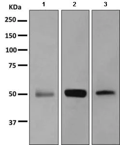 Western blot - Anti-MSY2/YBOX2/YBX2 antibody [EPR2814(2)] - BSA and Azide free (AB249135)