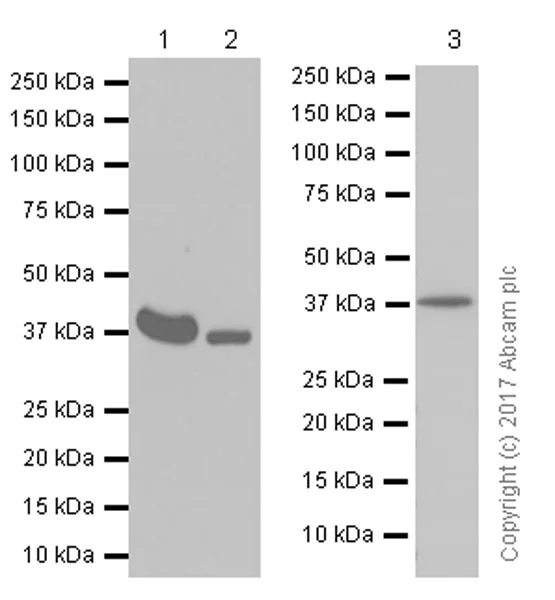 Western blot - Anti-MT-ND1 antibody [EPR13466(2)] (AB181848)