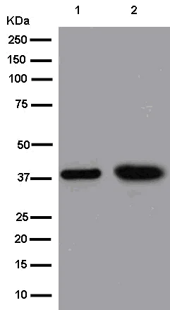 Western blot - Anti-MT-ND1 antibody [EPR13466(2)] (AB181848)