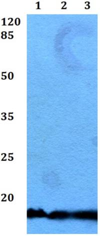 Western blot - Anti-MT-ND3 antibody (AB192306)