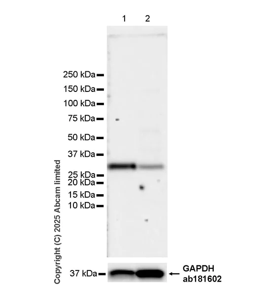 Western blot - Anti-MT-ND4 antibody [EPR28273-38] (AB324743)