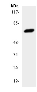 Western blot - Anti-MT-ND5 antibody (AB138136)