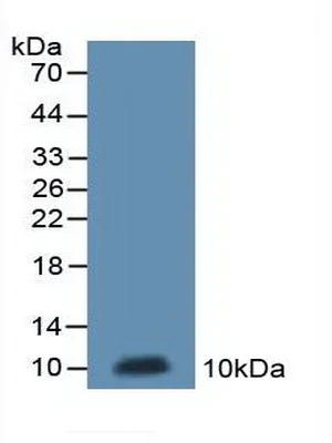 Western blot - Anti-MT-ND5 antibody (AB233100)