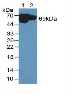 Western blot - Anti-MT-ND5 antibody (AB233100)