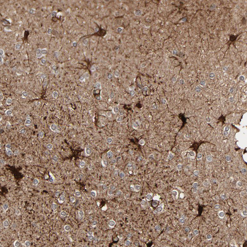 Immunohistochemistry (Formalin/PFA-fixed paraffin-embedded sections) - Anti-MT3 antibody (AB224060), expandable thumbnail