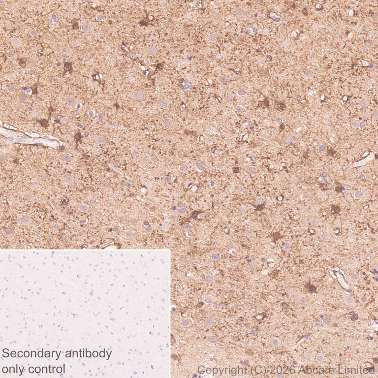Immunohistochemistry (Formalin/PFA-fixed paraffin-embedded sections) - Anti-MT3 antibody [EPR27532-88] (AB327349)