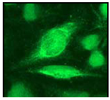 Immunocytochemistry/ Immunofluorescence - Anti-MT4-MMP antibody [EP1270Y] - BSA and Azide free (AB247310), expandable thumbnail