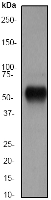 Western blot - Anti-MT4-MMP antibody [EP1270Y] - BSA and Azide free (AB247310), expandable thumbnail