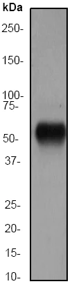 Western blot - Anti-MT4-MMP antibody [EP1270Y] - BSA and Azide free (AB247310)