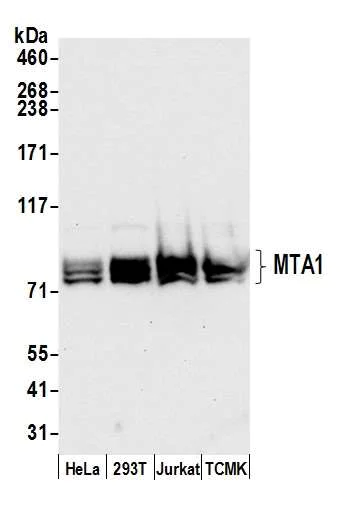 Western blot - Anti-MTA1 antibody (AB71153)