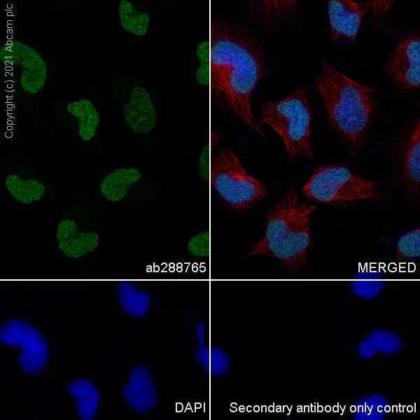 Immunocytochemistry/ Immunofluorescence - Anti-MTA1 antibody [EPR24507-64] - BSA and Azide free (AB288770)