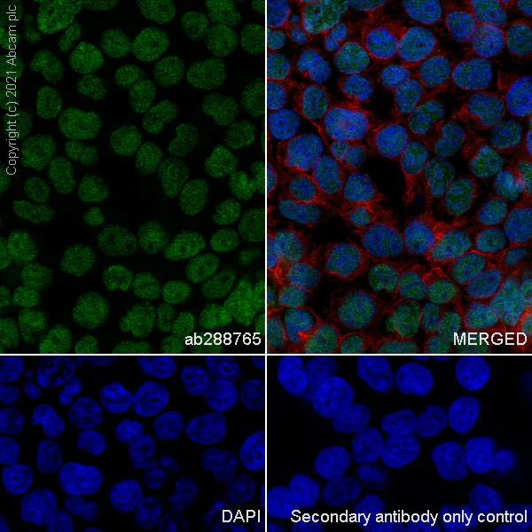 Immunocytochemistry/ Immunofluorescence - Anti-MTA1 antibody [EPR24507-64] - BSA and Azide free (AB288770)