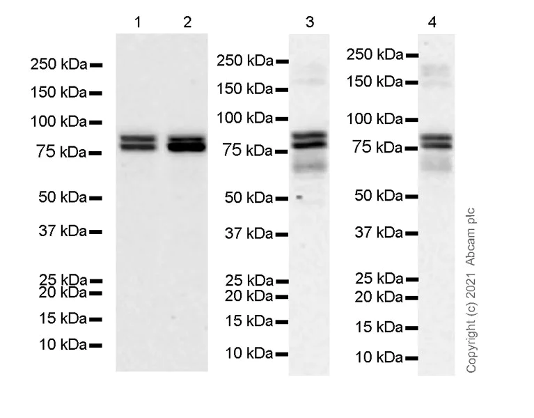 Western blot - Anti-MTA1 antibody [EPR24507-64] - BSA and Azide free (AB288770)