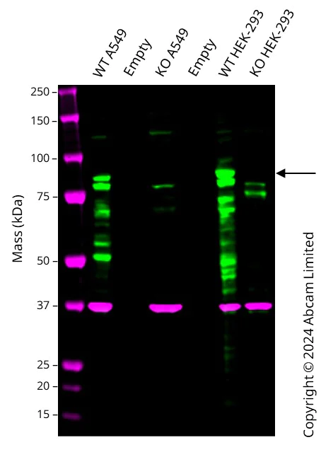 Western blot - Anti-MTA1 antibody [EPR24507-64] - BSA and Azide free (AB288770)
