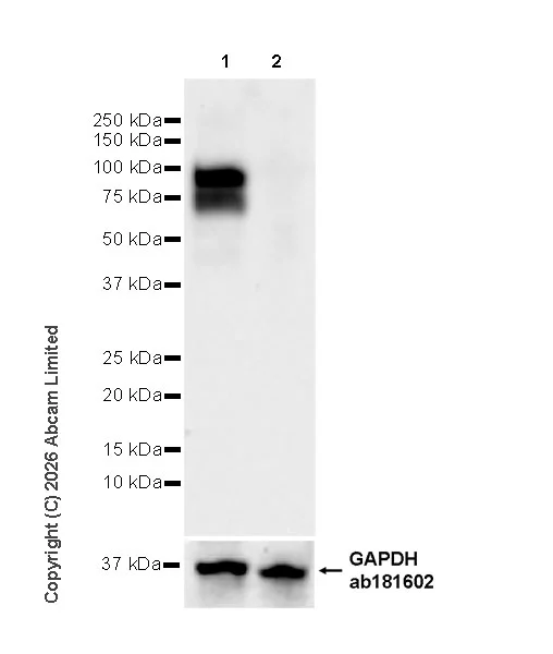 Western blot - Anti-MTA1 antibody [EPR26320-543] (AB326880)