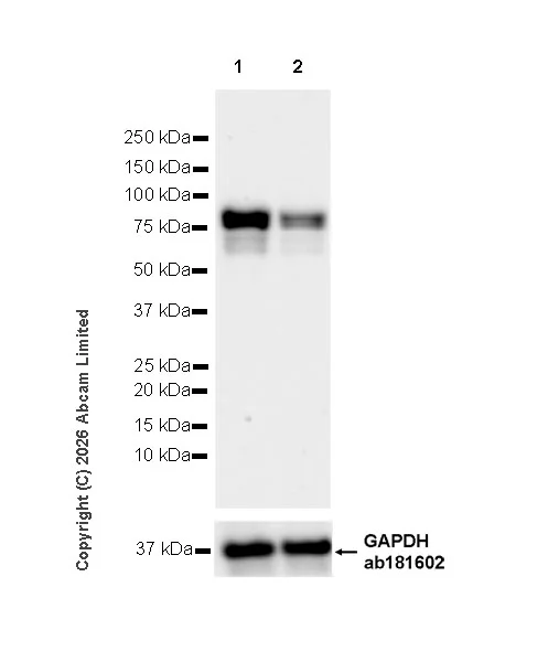 Western blot - Anti-MTA1 antibody [EPR26320-543] (AB326880)