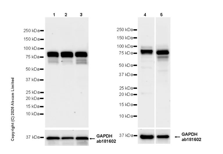 Western blot - Anti-MTA1 antibody [EPR26320-543] (AB326880)