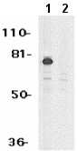 Western blot - Anti-MTA2/PID antibody (AB8106)