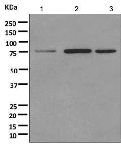 Western blot - Anti-MTA2/PID antibody [EPR8537(2)] (AB171073)