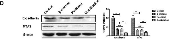 Western blot - Anti-MTA3 antibody [EPR12777(B)] (AB176346), expandable thumbnail