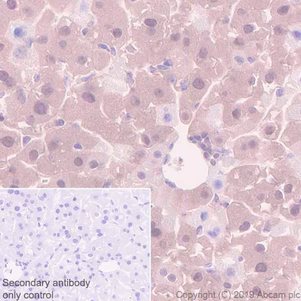 Immunohistochemistry (Formalin/PFA-fixed paraffin-embedded sections) - Anti-MTAP antibody [EPR22570-76] (AB254265)