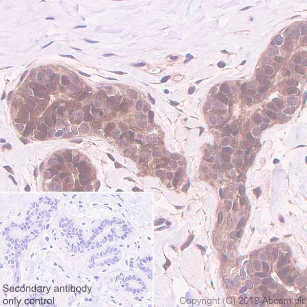 Immunohistochemistry (Formalin/PFA-fixed paraffin-embedded sections) - Anti-MTAP antibody [EPR22570-76] (AB254265)